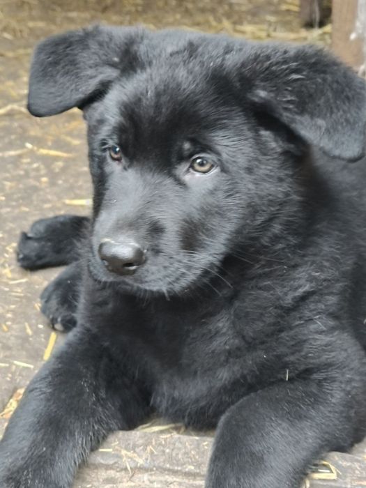 Цуценята німецької вівчарки