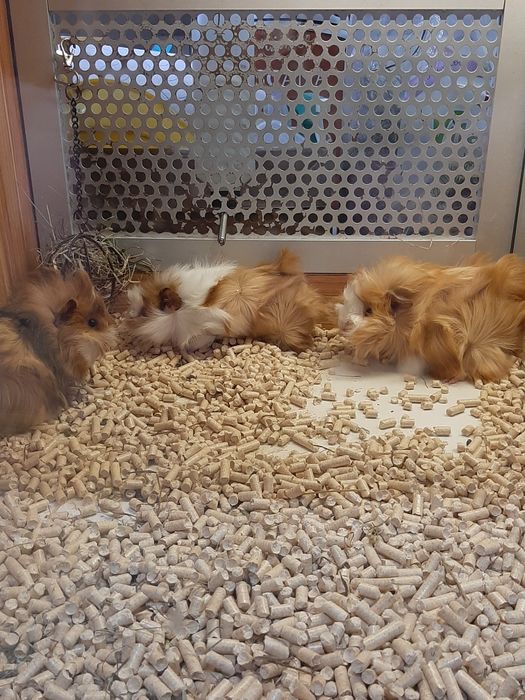 Kawia Domowa, świnka Morska. Sklep ZOOlogiczny PLUTO Radom