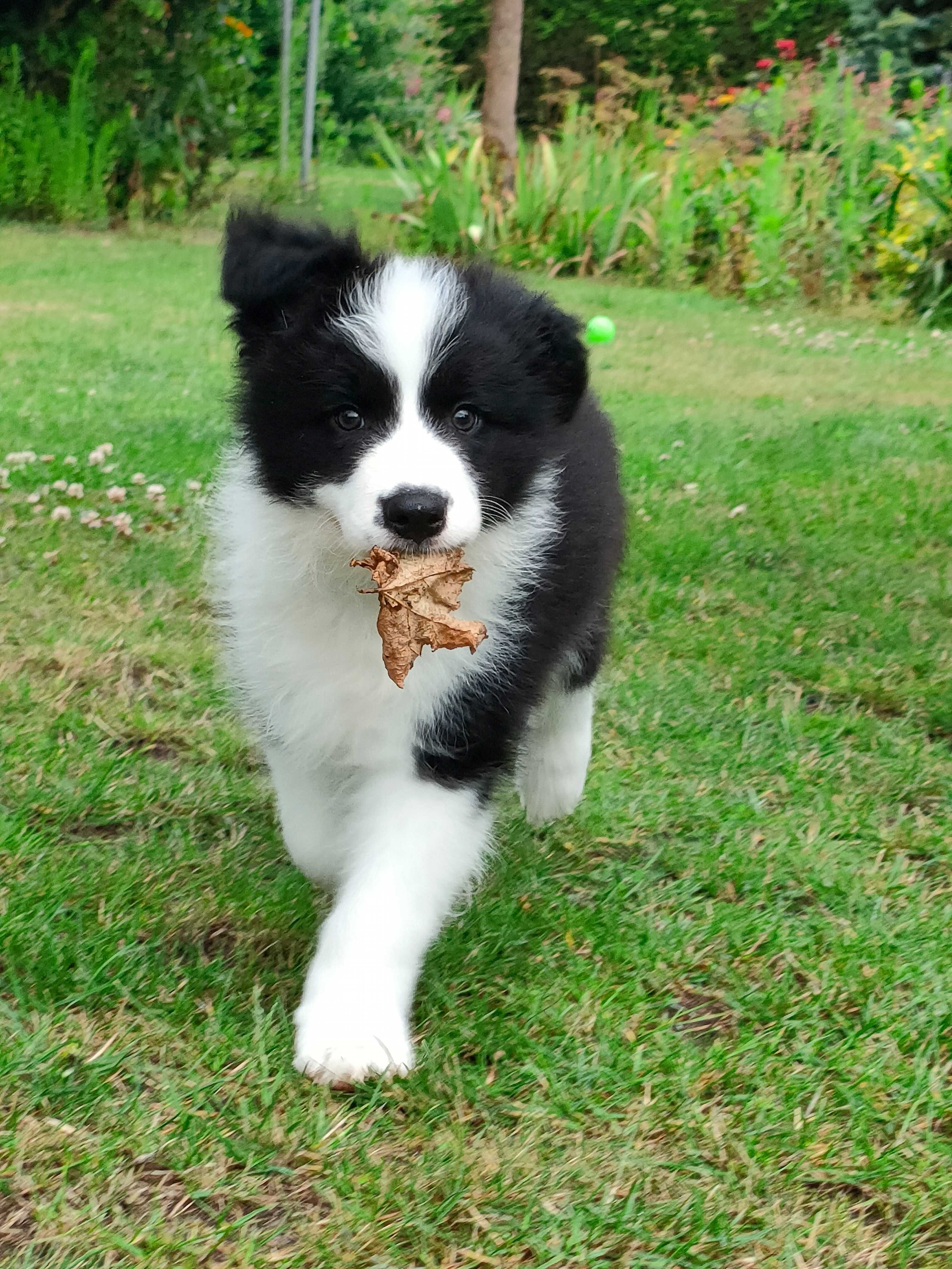 Szczeniak Border Collie-piesek ZKwP/FCI