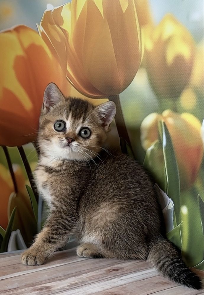 Котик тикированный золотой британец котята