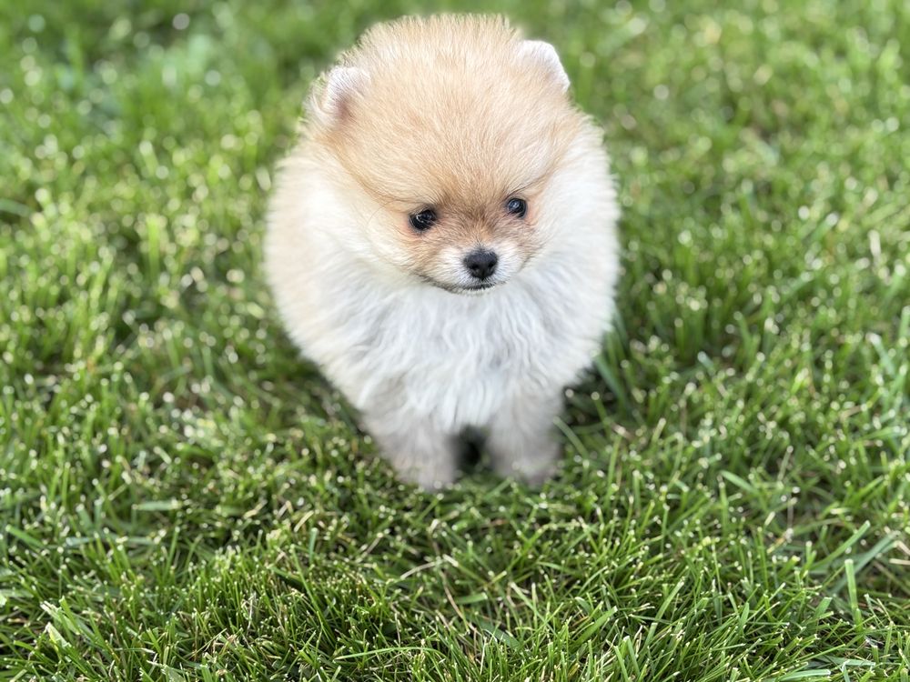 Szpic miniaturowy, pomeranian ,puesek mini