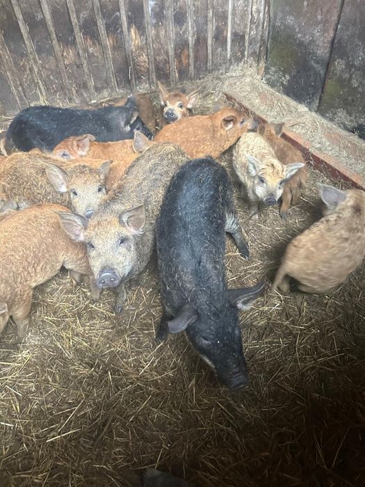 Продаж поросят пухової Венгерської мангалиці