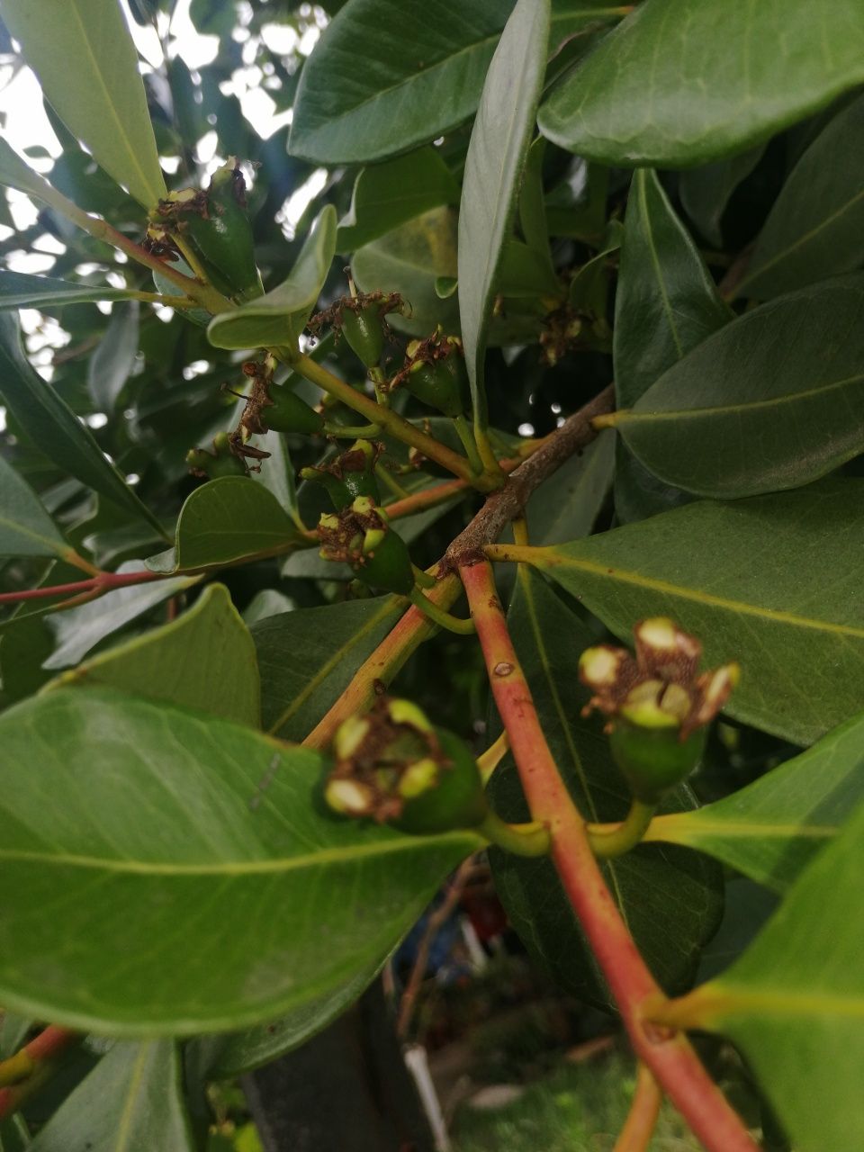 Arvore do araça de vários tamanhos e preços