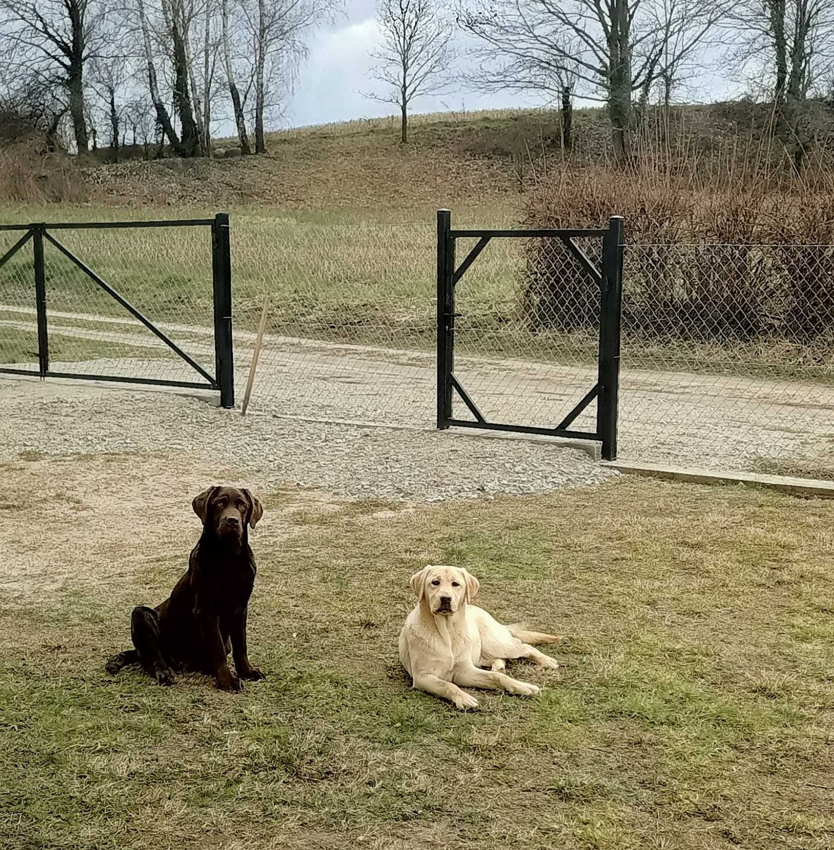 Lablador Retriever