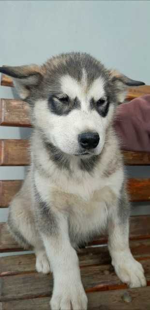 Szczeniaki rasy alaskan malamute
