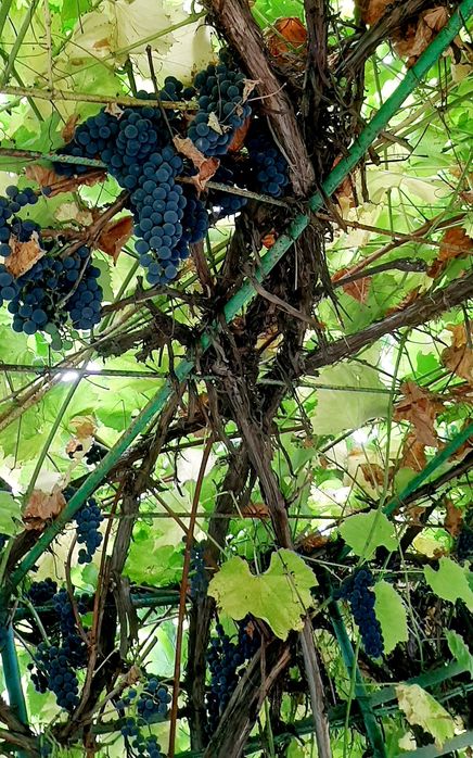 Виноград  на вино