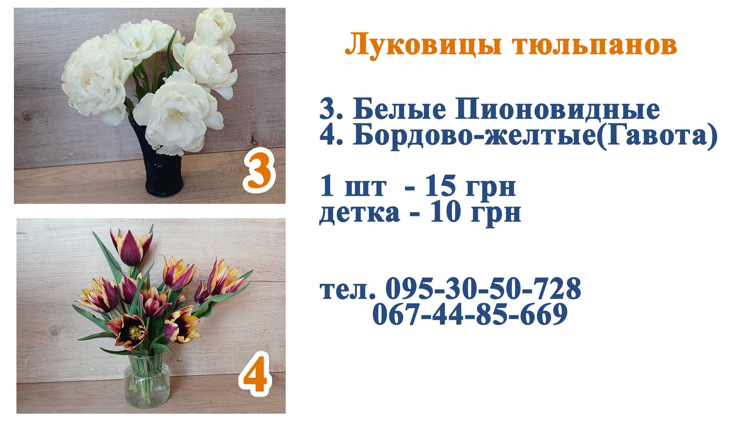 Продам цибулини тюльпанів