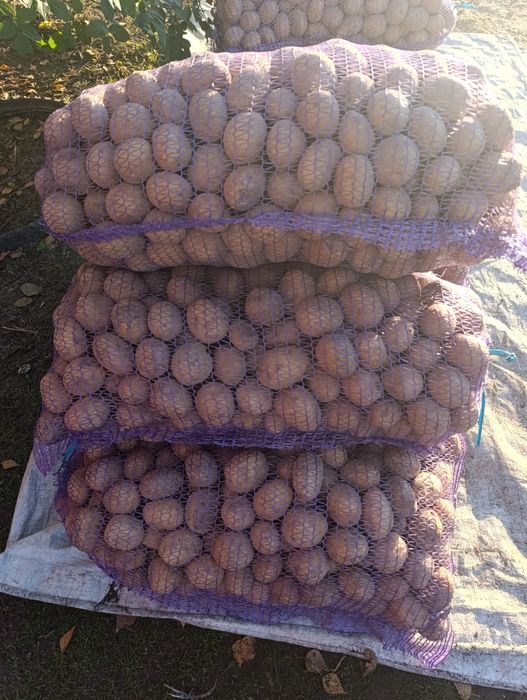Продам насіневу картоплю мелодії тайфун