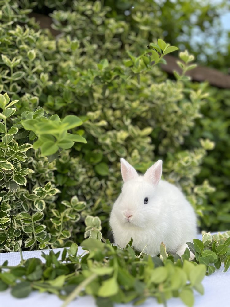 Кролики карликові,гермелін
