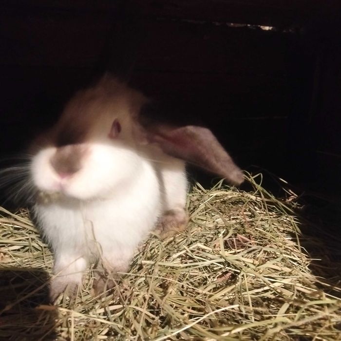 Кролі Кролики Самці