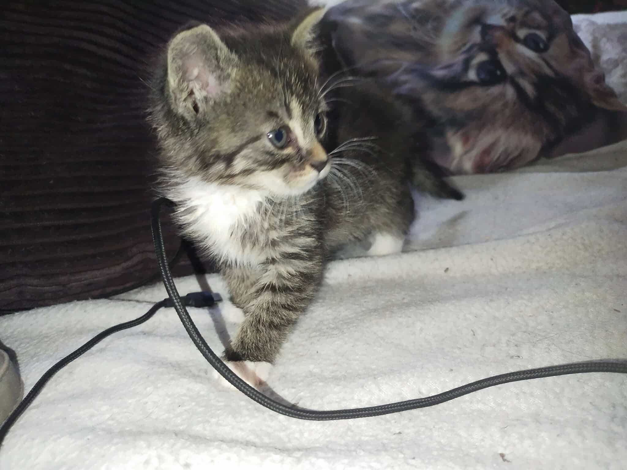 Kocurek do adopcji