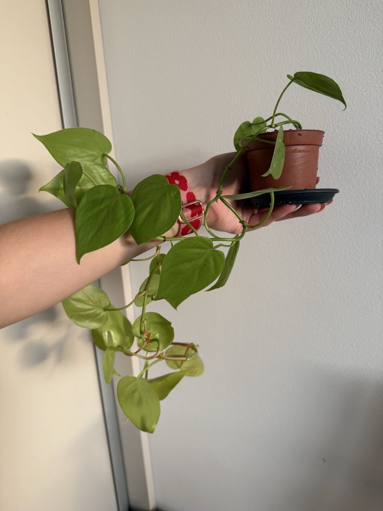 Philodendron neon