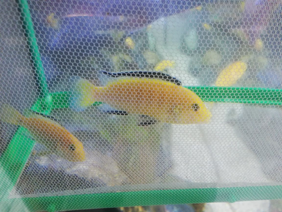 Pyszczak yellow samiec 10cm