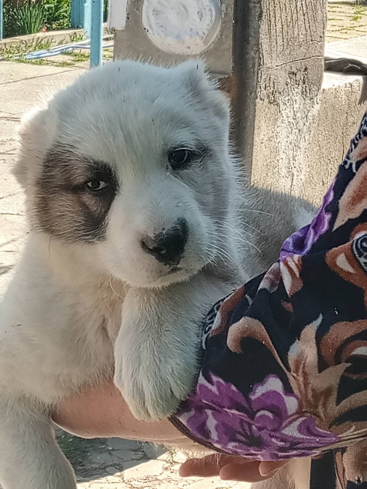 Щенки САО. Крупных родителей.