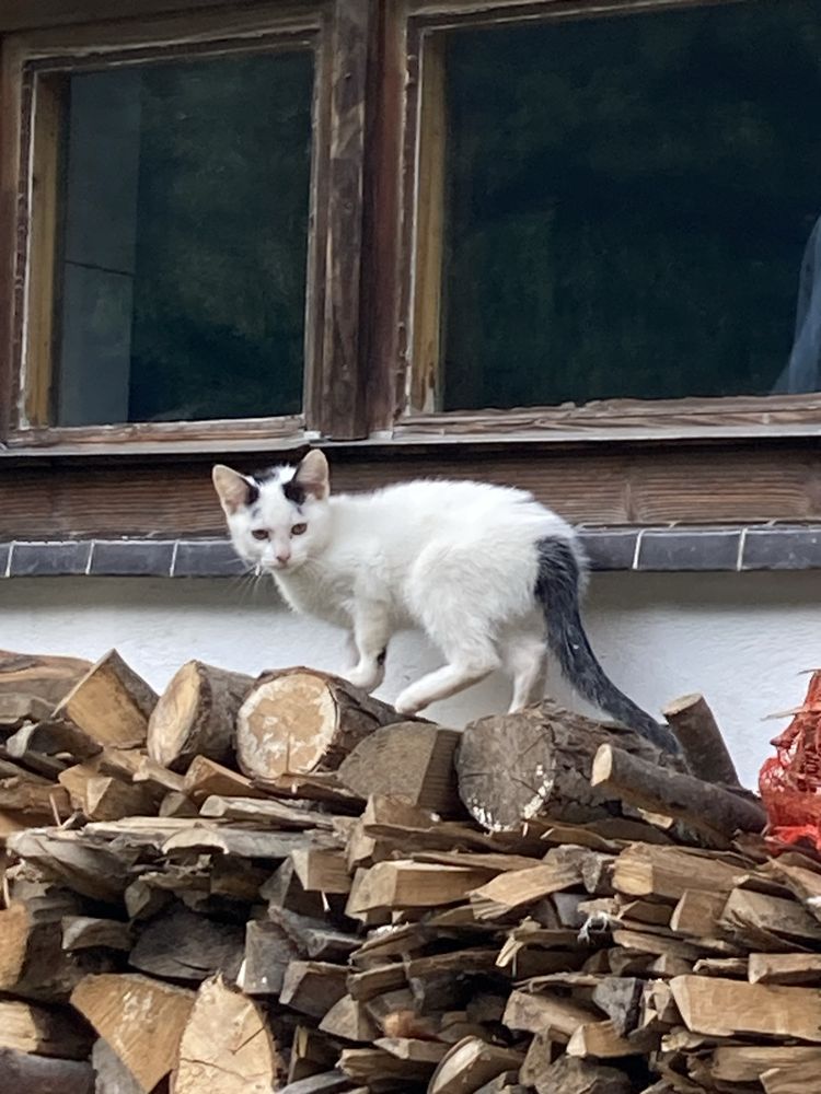 Małe kotki, koty oddam za darmo