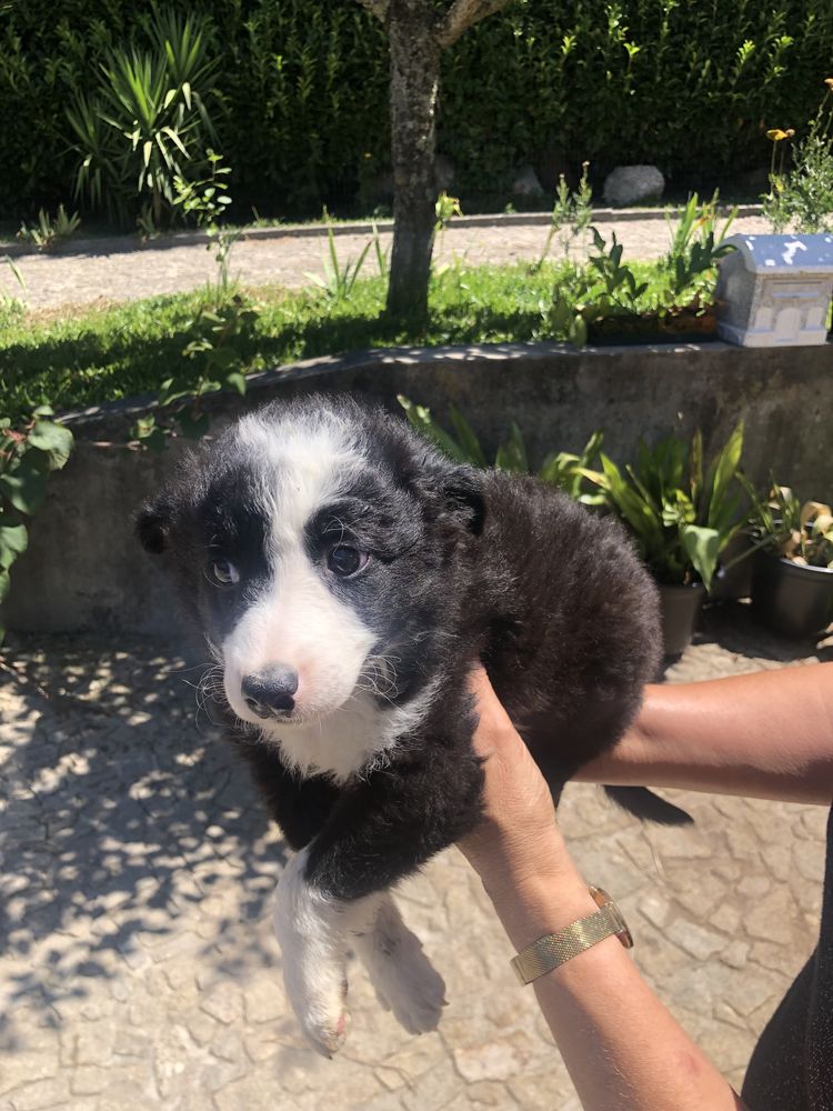 Border collie. Pronto para entrega. Vacinado e desparasitado
