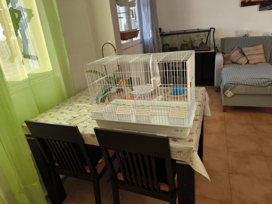 Vendo gaiola nova