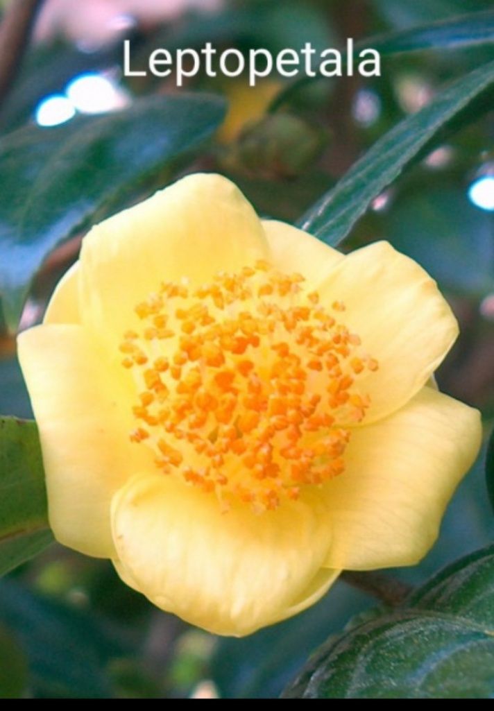 Camélias Amarelas
