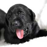 Cudowny szczeniak Labrador Retriever