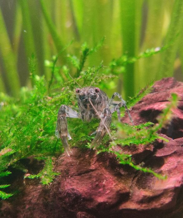 Cambatellus diminutus. Najmniejszy raczek akwariowy.