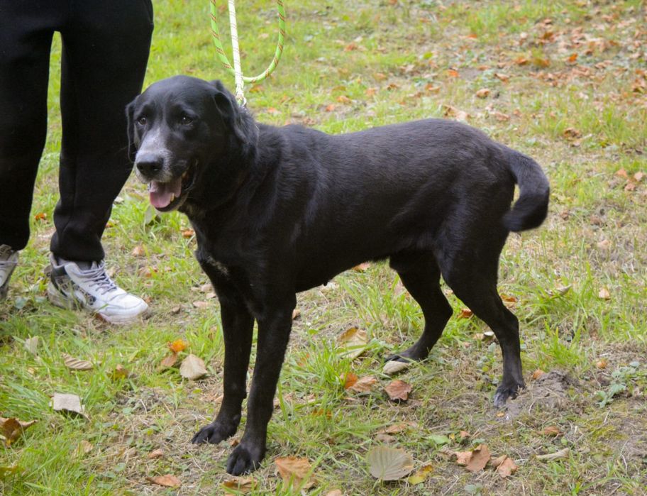 Oskar w typie labradora szuka domu