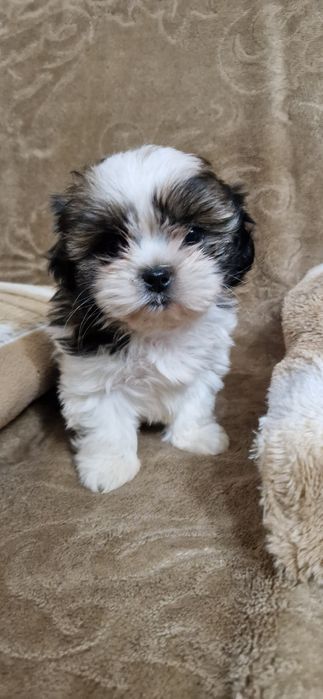 Shih tzu suczka hybryda