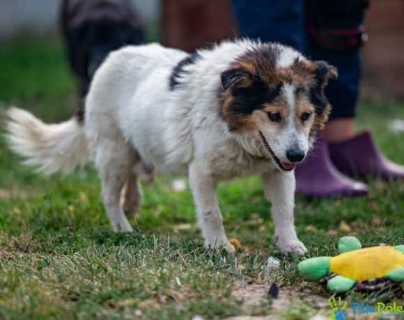 Starszy piesek CHULIGAN szuka nowego domku!