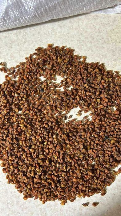 Продам. Обліпиха. Сушена. Плоди обліпихи.