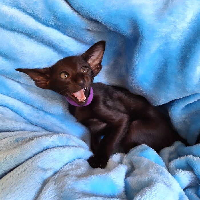 Ориентальные девочки