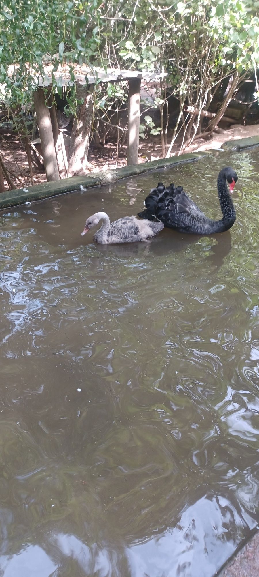 Cisne macho novo