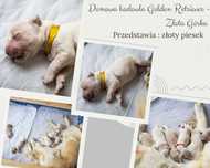 Golden Retriever, biszkoptowy piesek z domowej hodowli.