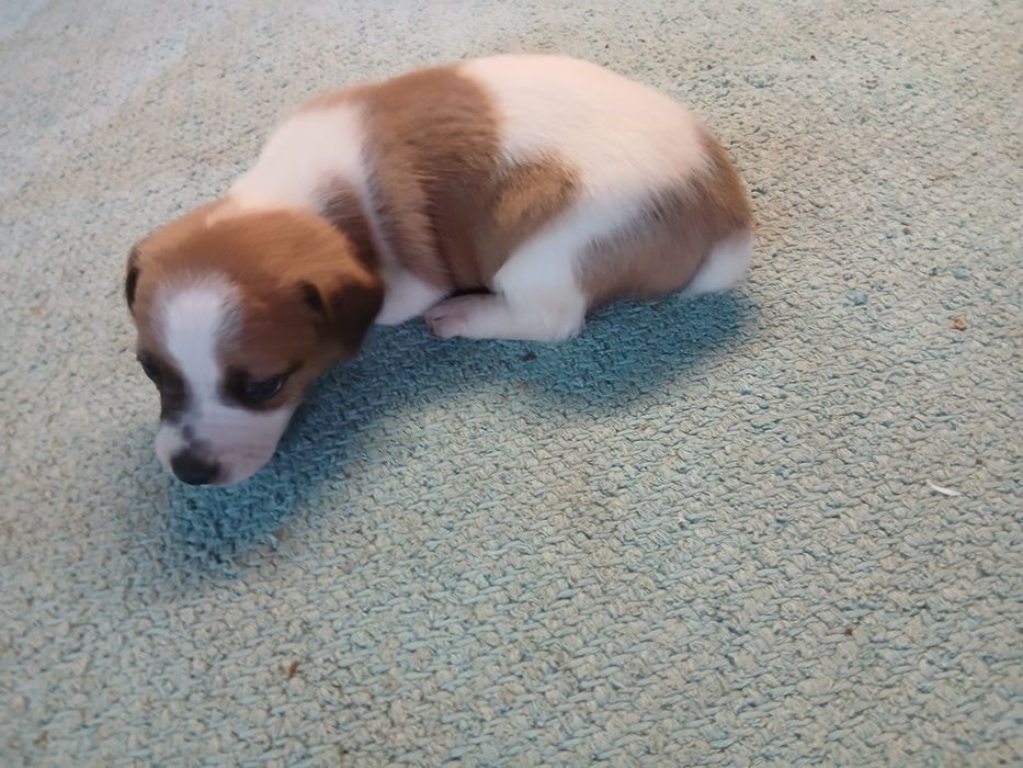 Jack russel terrier