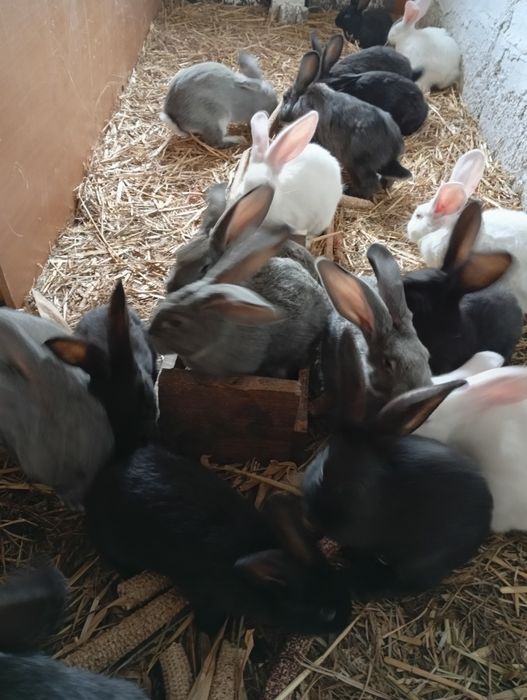 Na sprzedarz króliki