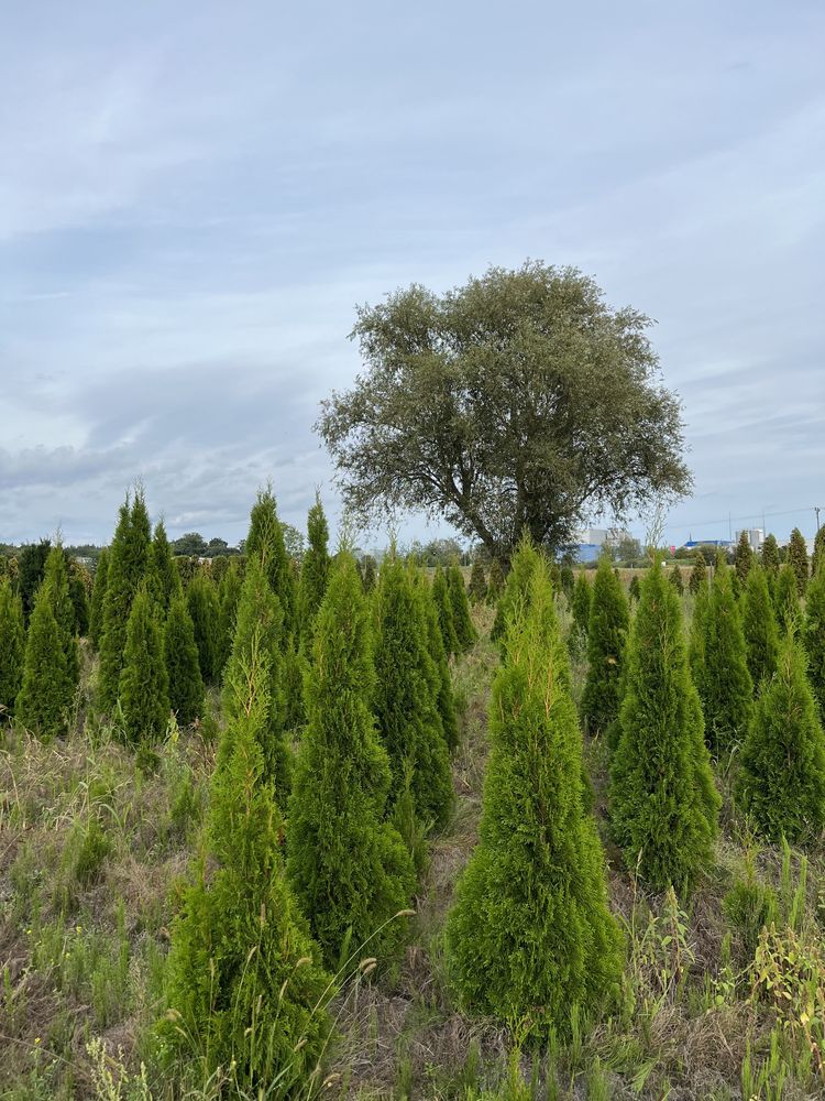 Thuja, tuja „szmaragd”