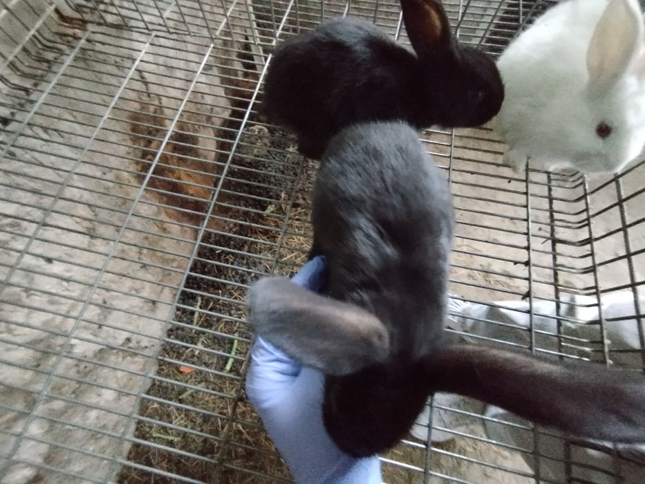 Vendo coelhos com 2 meses de idade