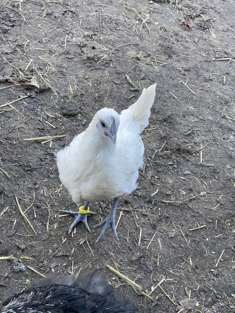 Ayam cenami białe