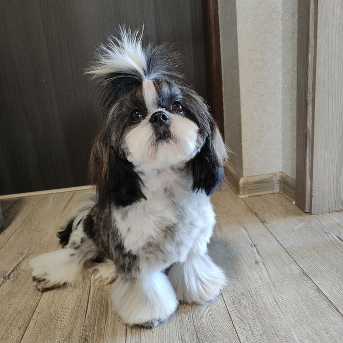 Shih Tzu pies szczeniak do kochania METRYKA