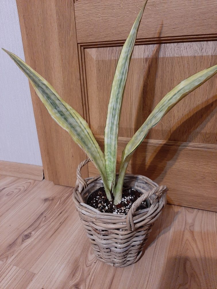 Sansevieria metalica yellow variegata.