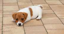 PIESEK Jack Russell Terrier z hodowli " BREFIO"/badanie genetyczne