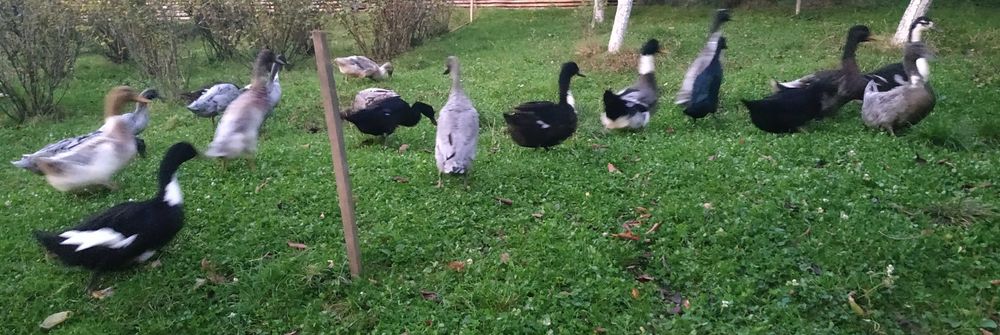 Kaczki biegusy indyjskie staropolskie francuskie