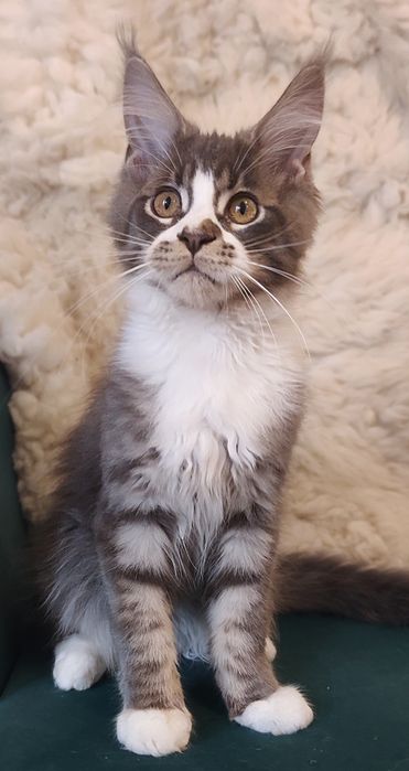 Maine Coon niebieski pręgowany kocurek rodowód FPL