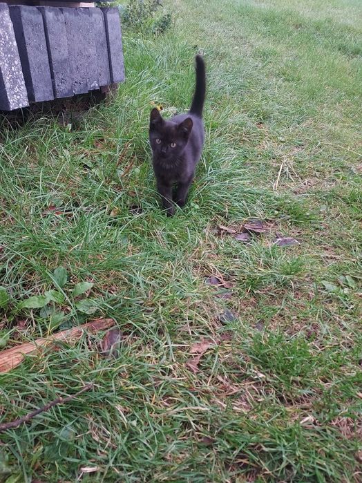 Małe kotki do oddania