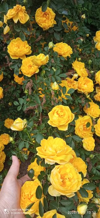 Английская вьющаяся роза Golden Rose