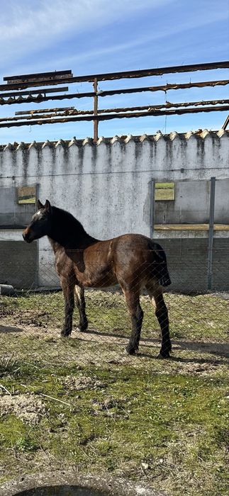 Poldra burguet x lusitano