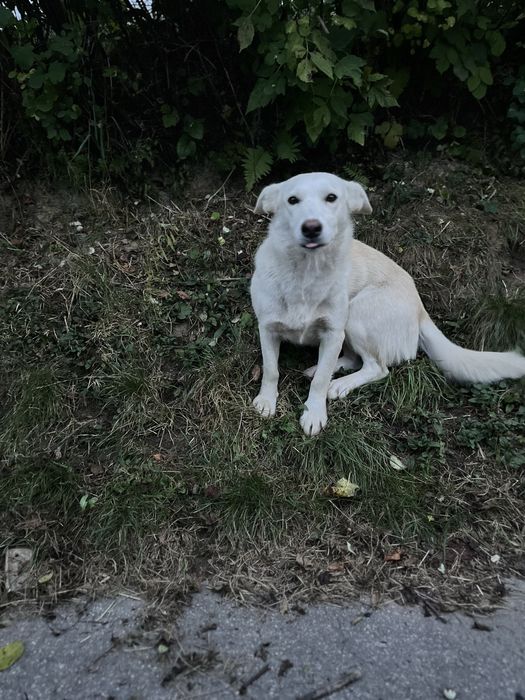 PILNIE ‼️ Bardzo pilnie szukamy domu dla młodziutkiej suczki