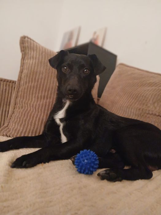 Cudny Aron do cudnej adopcji