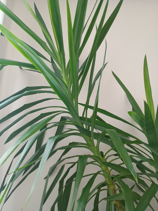 Juka domowa, duża 1,8m, z donicą, odbiór własny