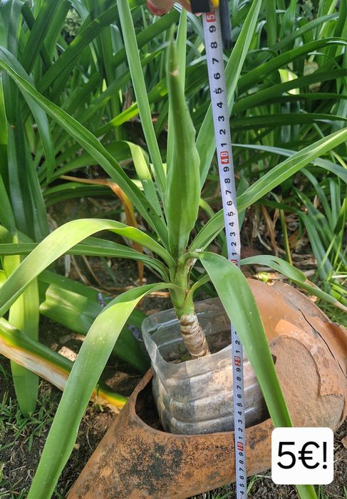 Yuccas de varios tamanhos