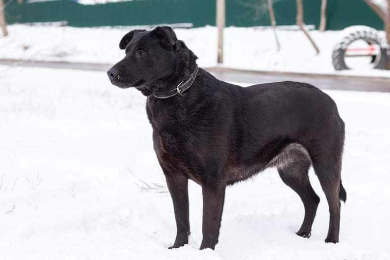 Чернушка шукає родину