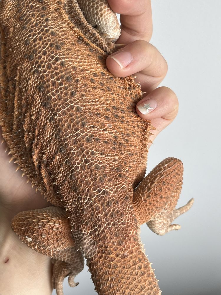 agama brodata samiec red orange het witblits het trans p. vitticeps